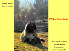 Histoires de betes